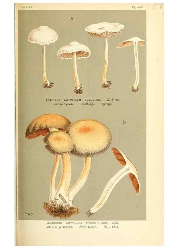 Reproducción/Reproduction 9016500502: Illustrations of British Fungi (Hymenomycetes), to serve as an atlas to the ""Handbook of British Fungi"".. LondonWilliams and Norgate1881-91