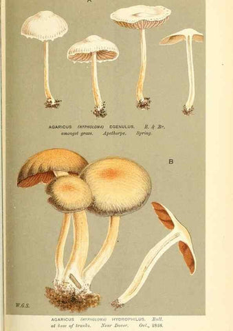 Reproducción/Reproduction 9016500502: Illustrations of British Fungi (Hymenomycetes), to serve as an atlas to the ""Handbook of British Fungi"".. LondonWilliams and Norgate1881-91