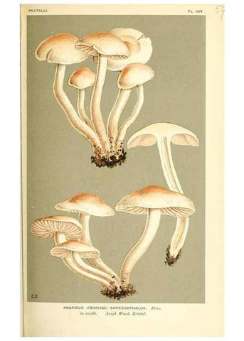 Reproducción/Reproduction 9016501888: Illustrations of British Fungi (Hymenomycetes), to serve as an atlas to the ""Handbook of British Fungi"".. LondonWilliams and Norgate1881-91