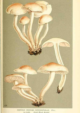 Reproducción/Reproduction 9016501888: Illustrations of British Fungi (Hymenomycetes), to serve as an atlas to the ""Handbook of British Fungi"".. LondonWilliams and Norgate1881-91