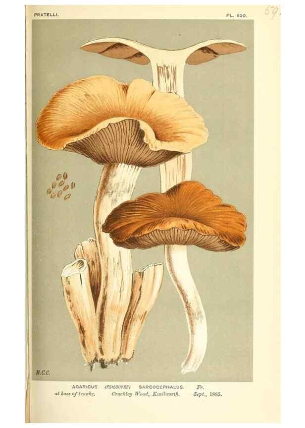 Reproducción/Reproduction 9016503186: Illustrations of British Fungi (Hymenomycetes), to serve as an atlas to the ""Handbook of British Fungi"".. LondonWilliams and Norgate1881-91