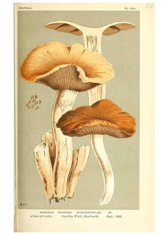 Reproducción/Reproduction 9016503186: Illustrations of British Fungi (Hymenomycetes), to serve as an atlas to the ""Handbook of British Fungi"".. LondonWilliams and Norgate1881-91