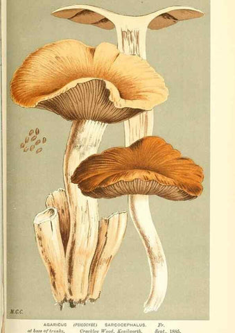 Reproducción/Reproduction 9016503186: Illustrations of British Fungi (Hymenomycetes), to serve as an atlas to the ""Handbook of British Fungi"".. LondonWilliams and Norgate1881-91