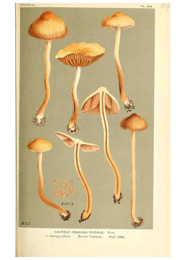 Reproducción/Reproduction 9016504558: Illustrations of British Fungi (Hymenomycetes), to serve as an atlas to the ""Handbook of British Fungi"".. LondonWilliams and Norgate1881-91