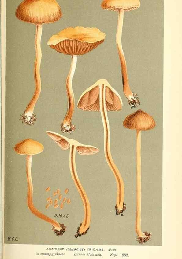 Reproducción/Reproduction 9016504558: Illustrations of British Fungi (Hymenomycetes), to serve as an atlas to the ""Handbook of British Fungi"".. LondonWilliams and Norgate1881-91