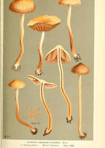 Reproducción/Reproduction 9016504558: Illustrations of British Fungi (Hymenomycetes), to serve as an atlas to the ""Handbook of British Fungi"".. LondonWilliams and Norgate1881-91