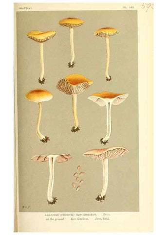 Reproducción/Reproduction 9016505764: Illustrations of British Fungi (Hymenomycetes), to serve as an atlas to the ""Handbook of British Fungi"".. LondonWilliams and Norgate1881-91