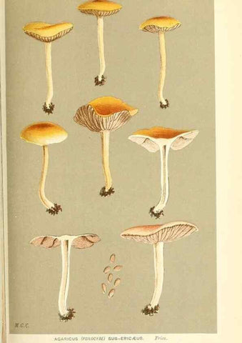 Reproducción/Reproduction 9016505764: Illustrations of British Fungi (Hymenomycetes), to serve as an atlas to the ""Handbook of British Fungi"".. LondonWilliams and Norgate1881-91