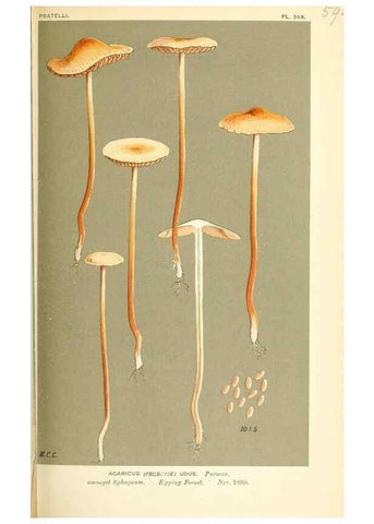 Reproducción/Reproduction 9015316573: Illustrations of British Fungi (Hymenomycetes), to serve as an atlas to the ""Handbook of British Fungi"".. LondonWilliams and Norgate1881-91