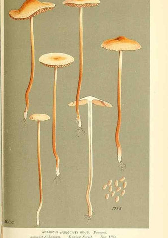 Reproducción/Reproduction 9015316573: Illustrations of British Fungi (Hymenomycetes), to serve as an atlas to the ""Handbook of British Fungi"".. LondonWilliams and Norgate1881-91