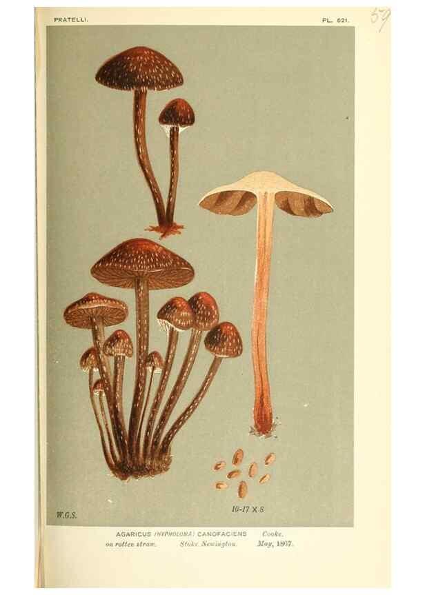 Reproducción/Reproduction 9015317937: Illustrations of British Fungi (Hymenomycetes), to serve as an atlas to the ""Handbook of British Fungi"".. LondonWilliams and Norgate1881-91