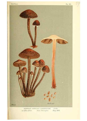 Reproducción/Reproduction 9015317937: Illustrations of British Fungi (Hymenomycetes), to serve as an atlas to the ""Handbook of British Fungi"".. LondonWilliams and Norgate1881-91