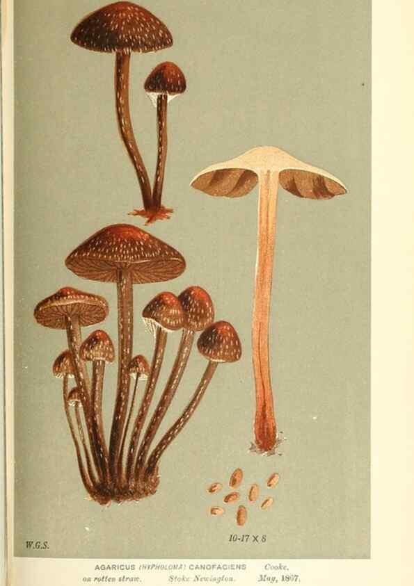 Reproducción/Reproduction 9015317937: Illustrations of British Fungi (Hymenomycetes), to serve as an atlas to the ""Handbook of British Fungi"".. LondonWilliams and Norgate1881-91