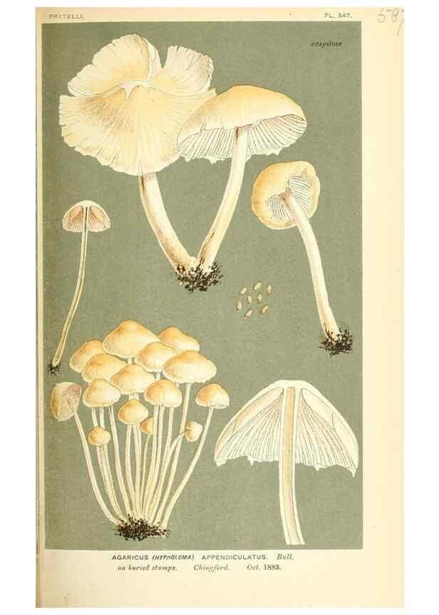 Reproducción/Reproduction 9015307165: Illustrations of British Fungi (Hymenomycetes), to serve as an atlas to the ""Handbook of British Fungi"".. LondonWilliams and Norgate1881-91