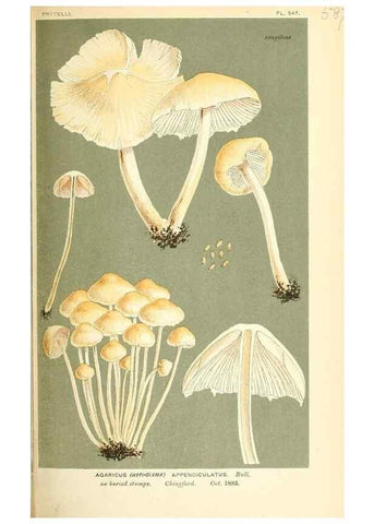 Reproducción/Reproduction 9015307165: Illustrations of British Fungi (Hymenomycetes), to serve as an atlas to the ""Handbook of British Fungi"".. LondonWilliams and Norgate1881-91