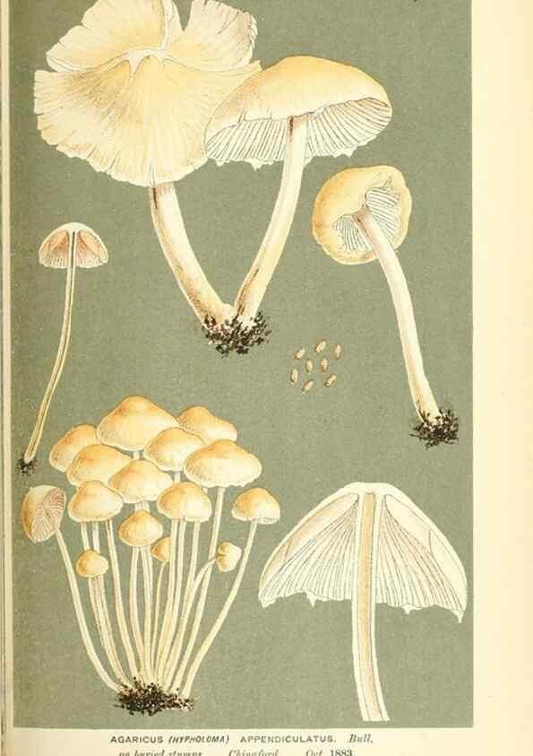 Reproducción/Reproduction 9015307165: Illustrations of British Fungi (Hymenomycetes), to serve as an atlas to the ""Handbook of British Fungi"".. LondonWilliams and Norgate1881-91