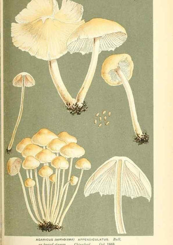Reproducción/Reproduction 9015307165: Illustrations of British Fungi (Hymenomycetes), to serve as an atlas to the ""Handbook of British Fungi"".. LondonWilliams and Norgate1881-91