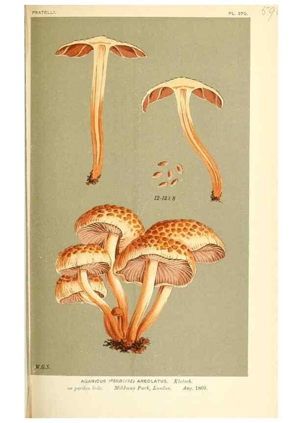 Reproducción/Reproduction 9015319265: Illustrations of British Fungi (Hymenomycetes), to serve as an atlas to the ""Handbook of British Fungi"".. LondonWilliams and Norgate1881-91
