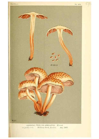 Reproducción/Reproduction 9015319265: Illustrations of British Fungi (Hymenomycetes), to serve as an atlas to the ""Handbook of British Fungi"".. LondonWilliams and Norgate1881-91