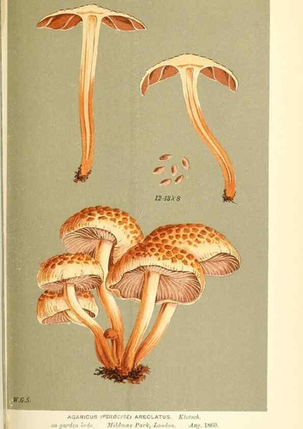 Reproducción/Reproduction 9015319265: Illustrations of British Fungi (Hymenomycetes), to serve as an atlas to the ""Handbook of British Fungi"".. LondonWilliams and Norgate1881-91