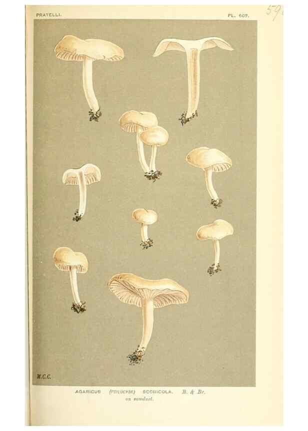 Reproducción/Reproduction 9015321639: Illustrations of British Fungi (Hymenomycetes), to serve as an atlas to the ""Handbook of British Fungi"".. LondonWilliams and Norgate1881-91