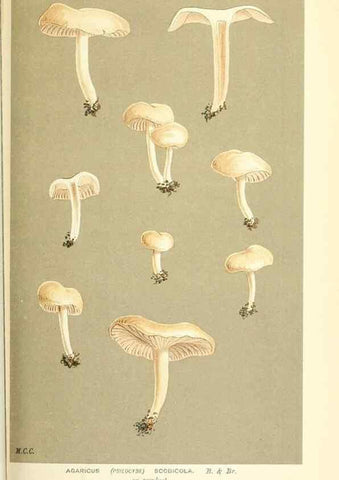 Reproducción/Reproduction 9015321639: Illustrations of British Fungi (Hymenomycetes), to serve as an atlas to the ""Handbook of British Fungi"".. LondonWilliams and Norgate1881-91