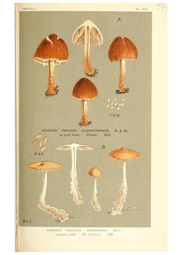 Reproducción/Reproduction 9016513622: Illustrations of British Fungi (Hymenomycetes), to serve as an atlas to the ""Handbook of British Fungi"".. LondonWilliams and Norgate1881-91
