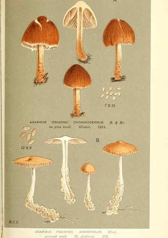 Reproducción/Reproduction 9016513622: Illustrations of British Fungi (Hymenomycetes), to serve as an atlas to the ""Handbook of British Fungi"".. LondonWilliams and Norgate1881-91