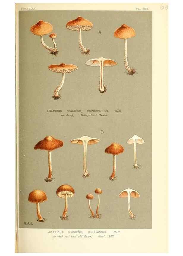 Reproducción/Reproduction 9015324333: Illustrations of British Fungi (Hymenomycetes), to serve as an atlas to the ""Handbook of British Fungi"".. LondonWilliams and Norgate1881-91