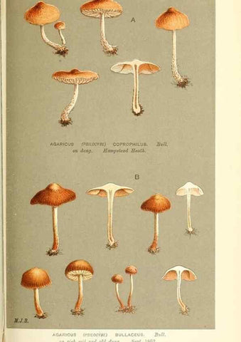 Reproducción/Reproduction 9015324333: Illustrations of British Fungi (Hymenomycetes), to serve as an atlas to the ""Handbook of British Fungi"".. LondonWilliams and Norgate1881-91