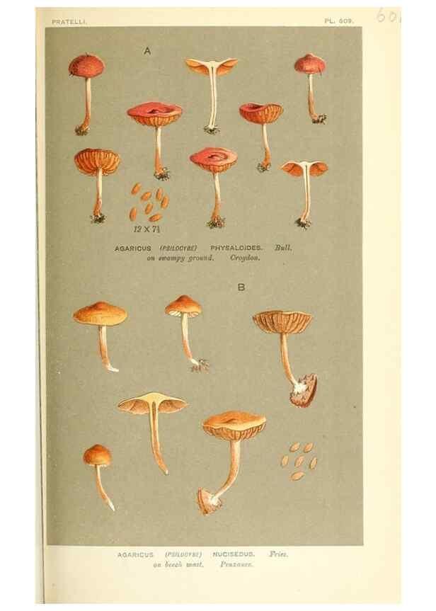 Reproducción/Reproduction 9016516108: Illustrations of British Fungi (Hymenomycetes), to serve as an atlas to the ""Handbook of British Fungi"".. LondonWilliams and Norgate1881-91