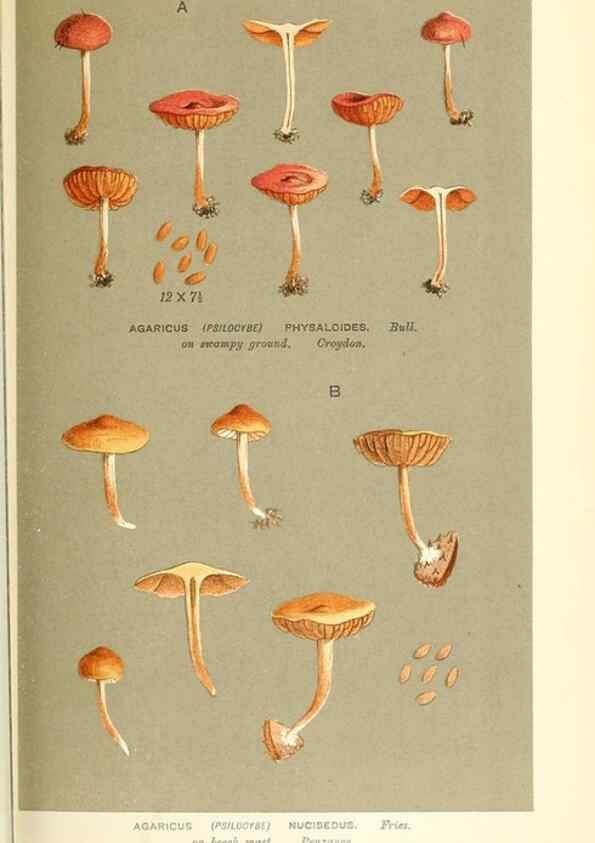Reproducción/Reproduction 9016516108: Illustrations of British Fungi (Hymenomycetes), to serve as an atlas to the ""Handbook of British Fungi"".. LondonWilliams and Norgate1881-91