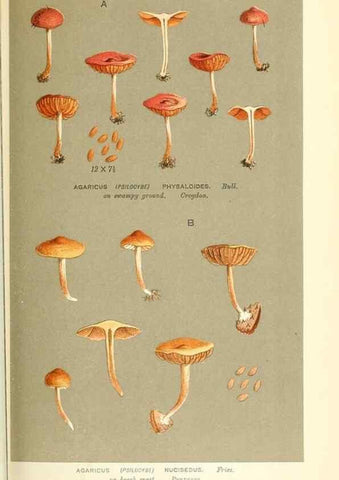 Reproducción/Reproduction 9016516108: Illustrations of British Fungi (Hymenomycetes), to serve as an atlas to the ""Handbook of British Fungi"".. LondonWilliams and Norgate1881-91