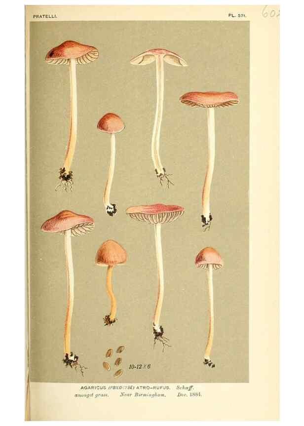 Reproducción/Reproduction 9015327091: Illustrations of British Fungi (Hymenomycetes), to serve as an atlas to the ""Handbook of British Fungi"".. LondonWilliams and Norgate1881-91