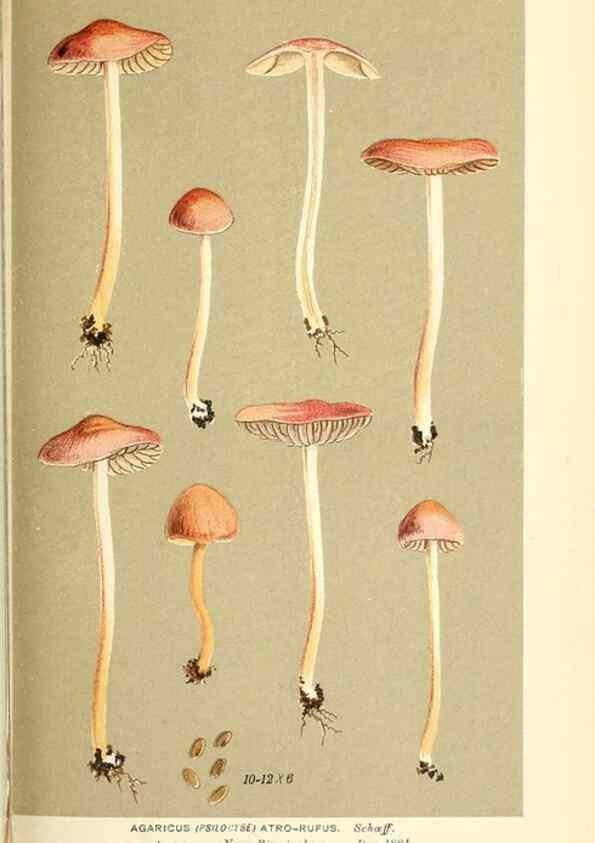 Reproducción/Reproduction 9015327091: Illustrations of British Fungi (Hymenomycetes), to serve as an atlas to the ""Handbook of British Fungi"".. LondonWilliams and Norgate1881-91