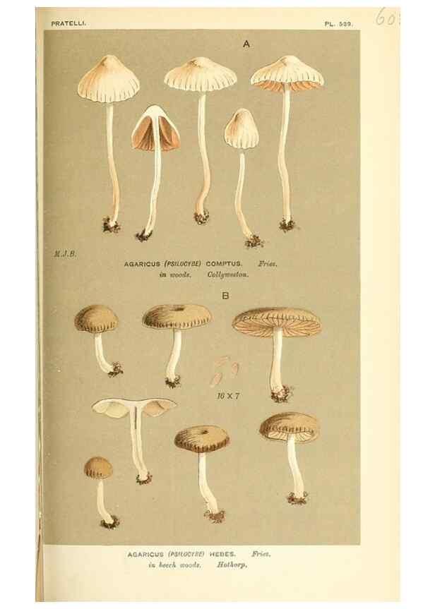 Reproducción/Reproduction 9015328335: Illustrations of British Fungi (Hymenomycetes), to serve as an atlas to the ""Handbook of British Fungi"".. LondonWilliams and Norgate1881-91