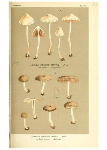 Reproducción/Reproduction 9015328335: Illustrations of British Fungi (Hymenomycetes), to serve as an atlas to the ""Handbook of British Fungi"".. LondonWilliams and Norgate1881-91