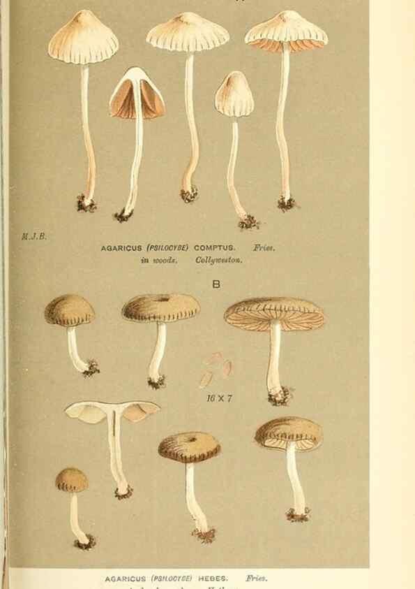 Reproducción/Reproduction 9015328335: Illustrations of British Fungi (Hymenomycetes), to serve as an atlas to the ""Handbook of British Fungi"".. LondonWilliams and Norgate1881-91