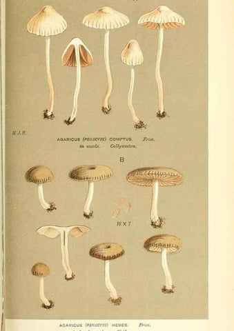 Reproducción/Reproduction 9015328335: Illustrations of British Fungi (Hymenomycetes), to serve as an atlas to the ""Handbook of British Fungi"".. LondonWilliams and Norgate1881-91