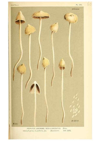 Reproducción/Reproduction 9016520416: Illustrations of British Fungi (Hymenomycetes), to serve as an atlas to the ""Handbook of British Fungi"".. LondonWilliams and Norgate1881-91