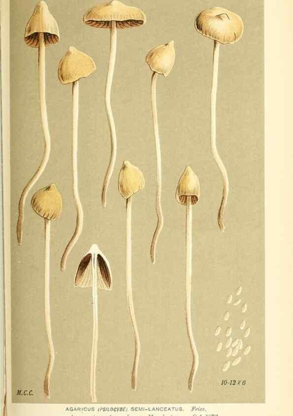 Reproducción/Reproduction 9016520416: Illustrations of British Fungi (Hymenomycetes), to serve as an atlas to the ""Handbook of British Fungi"".. LondonWilliams and Norgate1881-91