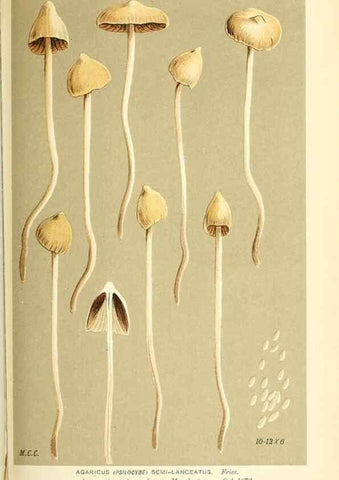 Reproducción/Reproduction 9016520416: Illustrations of British Fungi (Hymenomycetes), to serve as an atlas to the ""Handbook of British Fungi"".. LondonWilliams and Norgate1881-91