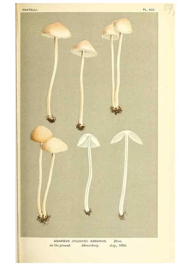 Reproducción/Reproduction 9016511114: Illustrations of British Fungi (Hymenomycetes), to serve as an atlas to the ""Handbook of British Fungi"".. LondonWilliams and Norgate1881-91