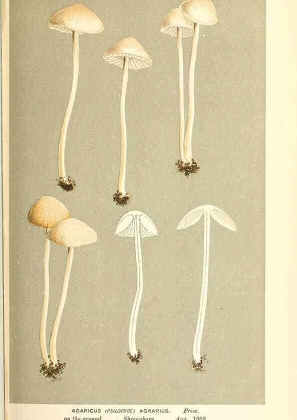 Reproducción/Reproduction 9016511114: Illustrations of British Fungi (Hymenomycetes), to serve as an atlas to the ""Handbook of British Fungi"".. LondonWilliams and Norgate1881-91