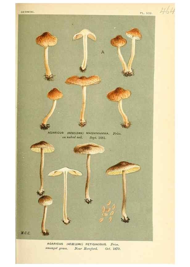 Reproducción/Reproduction 9017051639: Illustrations of British Fungi (Hymenomycetes), to serve as an atlas to the ""Handbook of British Fungi"".. LondonWilliams and Norgate1881-91