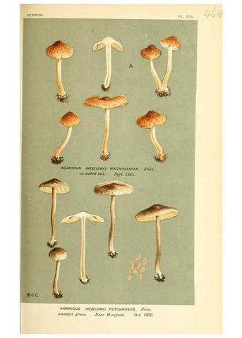 Reproducción/Reproduction 9017051639: Illustrations of British Fungi (Hymenomycetes), to serve as an atlas to the ""Handbook of British Fungi"".. LondonWilliams and Norgate1881-91