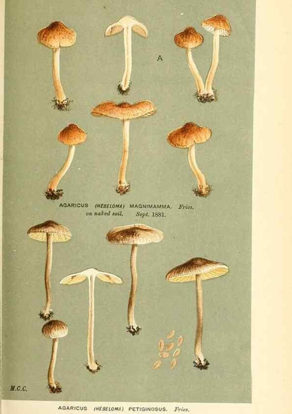 Reproducción/Reproduction 9017051639: Illustrations of British Fungi (Hymenomycetes), to serve as an atlas to the ""Handbook of British Fungi"".. LondonWilliams and Norgate1881-91