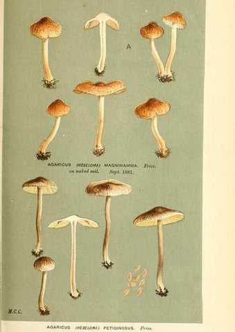 Reproducción/Reproduction 9017051639: Illustrations of British Fungi (Hymenomycetes), to serve as an atlas to the ""Handbook of British Fungi"".. LondonWilliams and Norgate1881-91