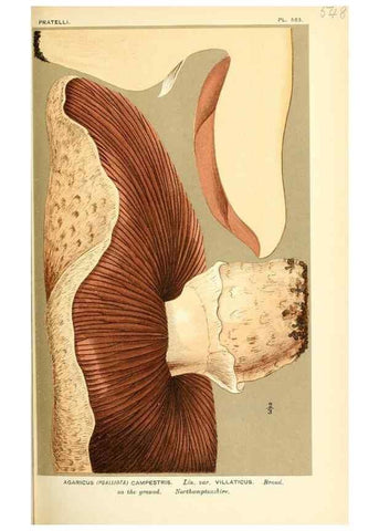 Reproducción/Reproduction 9015251553: Illustrations of British Fungi (Hymenomycetes), to serve as an atlas to the ""Handbook of British Fungi"".. LondonWilliams and Norgate1881-91