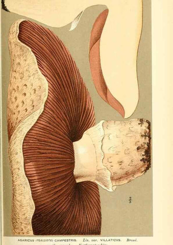 Reproducción/Reproduction 9015251553: Illustrations of British Fungi (Hymenomycetes), to serve as an atlas to the ""Handbook of British Fungi"".. LondonWilliams and Norgate1881-91